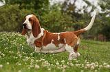 BASSET HOUND 059